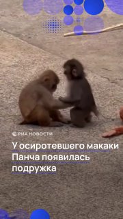 У осиротевшей макаки Панчи появилась подружка Момо