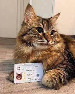 В Гонконге вводят цифровые паспорта для питомцев