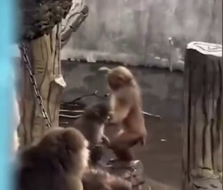 Осиротевший макак Панч обзавелся подружкой в японском зоопарке