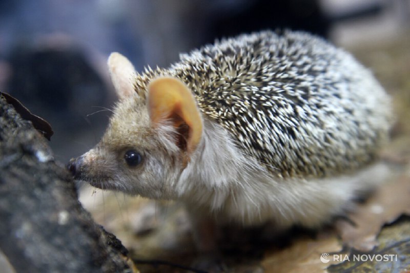 Ежи могут проснуться в Москве через неделю