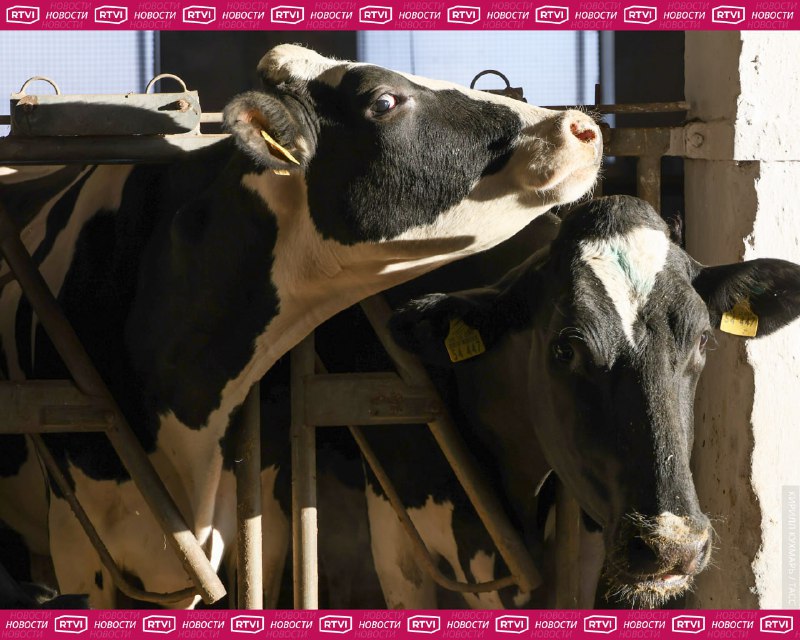 Депутат попросил СК проверить законность массового забоя скота в регионах