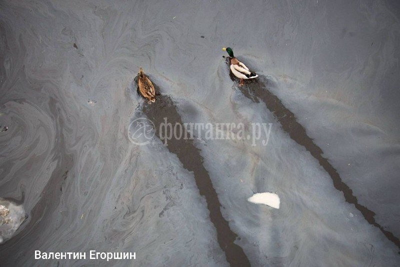 Утка и селезень