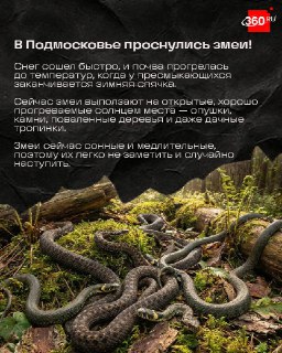 Пресмыкающиеся проснулись после спячки в Подмосковье