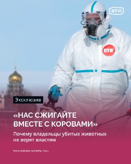Протесты фермеров в Новосибирской области из-за уничтожения скота и поддержка Виктории Бони
