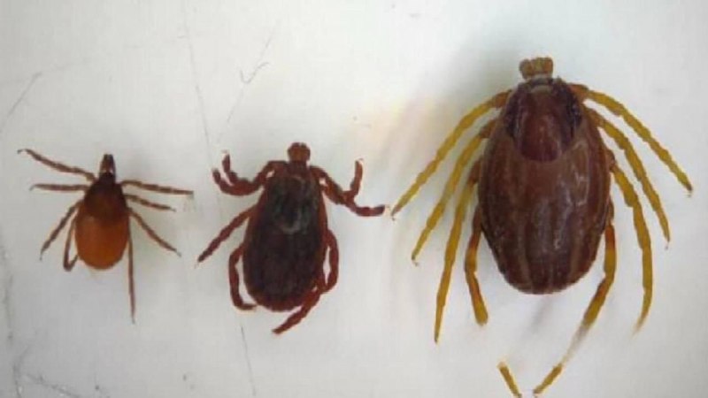 В Россию хлынули клещи-мутанты, преследующие людей