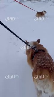 Ветеринары помогли корги Зевсу встать на лапы после травмы