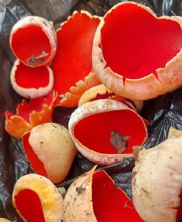 Первые грибы в лесах Ленобласти: что нашли и как готовить