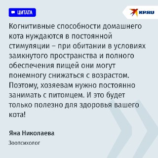 Журналист проверила IQ своего кота: 6 тестов и 6 признаков ума