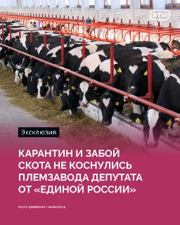 Депутат от ЕР Бугаков: племзавод «Ирмень» не в зоне карантина при режиме ЧС