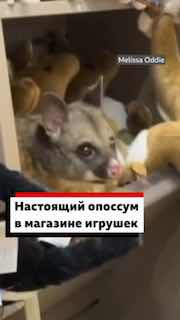 Опоссум обнаружен в сувенирном магазине австралийского аэропорта
