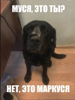 Ищем Мусю в редакции «Фонтанки»: старт проекта ЗвероПятница