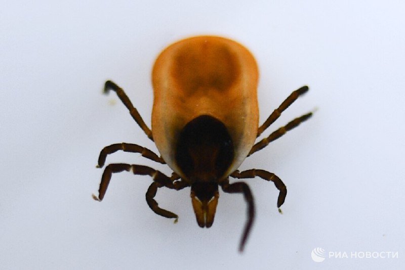 Роспотребнадзор: клещевым энцефалитом можно заразиться без укуса