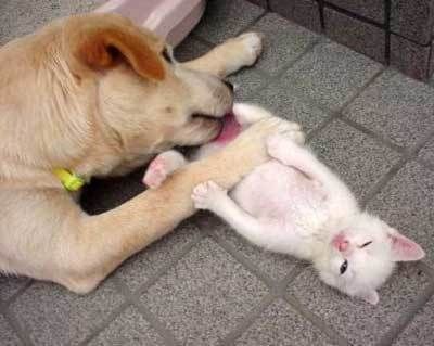 Шуточный пост о Международном дне кунилингуса