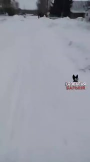 В Новосибирской области завершают изъятие скота при вспышке пастереллеза