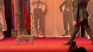 Спасенные из зоны СВО кошки впервые выступили в театре Куклачева