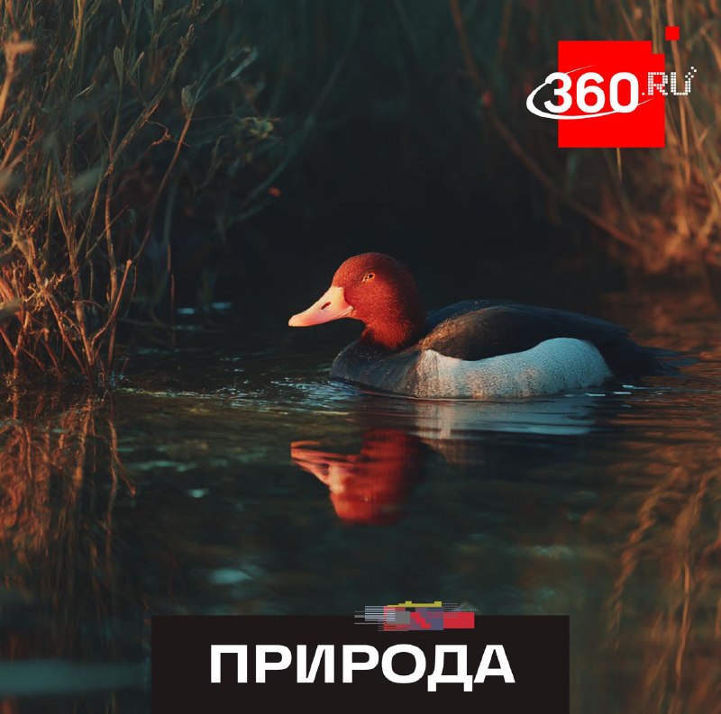 Ученые изучат причины исчезновения красноголового нырка в Подмосковье