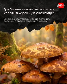 Какие грибы запрещено собирать в Подмосковье в 2024-2026 годах