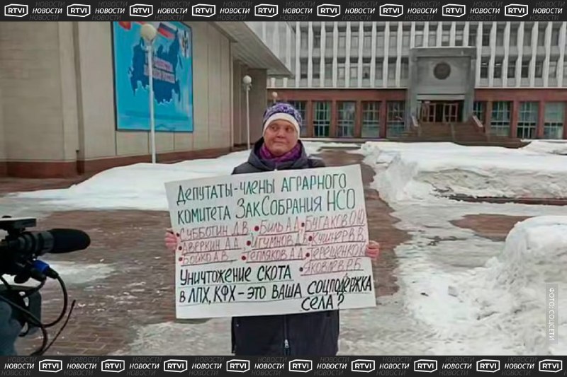 Фермера задержали после принудительного забоя 200 голов скота в Новосибирской области