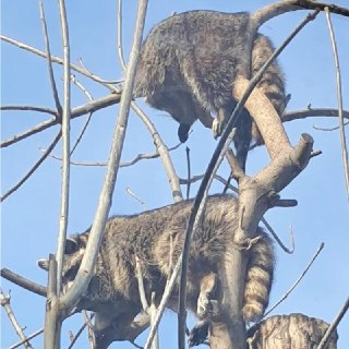 Еноты из Московского зоопарка повисли на ветках