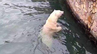 Медведица Хаарчаана открыла купальный сезон в Ленинградском зоопарке