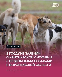 Депутат Останина обратилась в прокуратуру из-за нападений собак под Воронежем