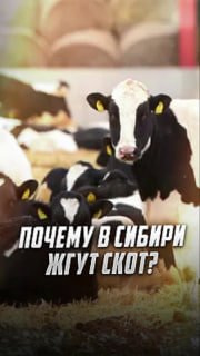 Осташко о зачистке скота в Новосибирской области: «Это не борьба с инфекцией, а показательная порка частника»