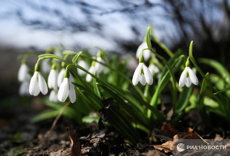За сорванные подснежники грозит до 4 лет тюрьмы