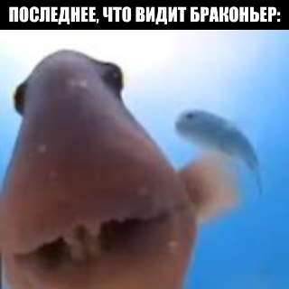 Живых рыб, изъятых у браконьеров, будут возвращать в водоёмы по новой инициативе Госдумы