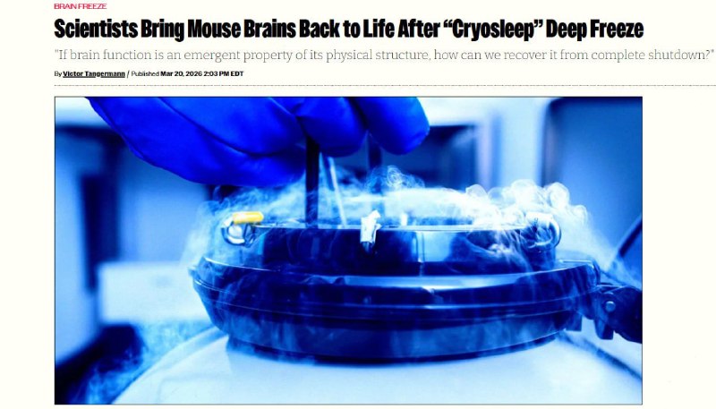 Учёные оживили замороженный мозг мыши: клетки восстановили активность