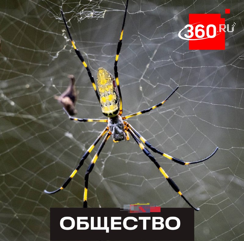 В США вторгаются ядовитые пауки размером с ладонь