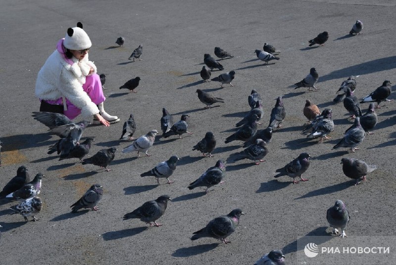 За кормление голубей у дома может грозить штраф до 5 тыс рублей
