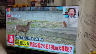 Японцы следили за свиданием кота и оленя в прямом эфире