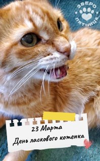 Сегодня — День ласкового котёнка: повод для нежности и новый проект о животных