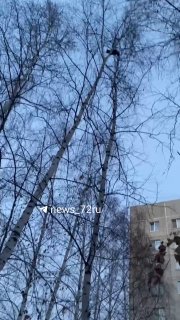 Соболь устроил высотные приключения в Тюмени