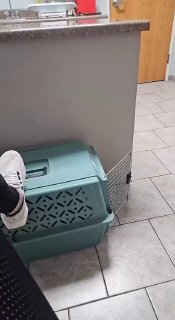 Кот включил режим невидимости у ветеринара