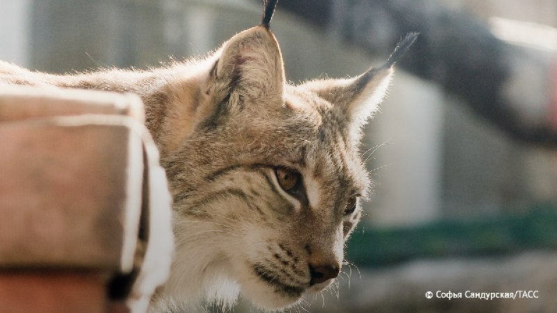 Хищники Московского зоопарка переходят на летнее меню