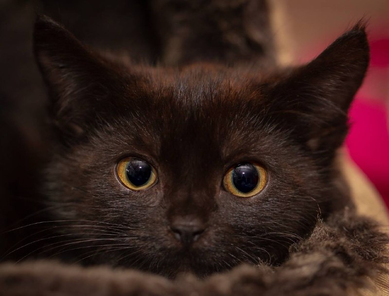 Онищенко: кареглазые женщины чаще впадают в депрессию, а мужчины живут меньше