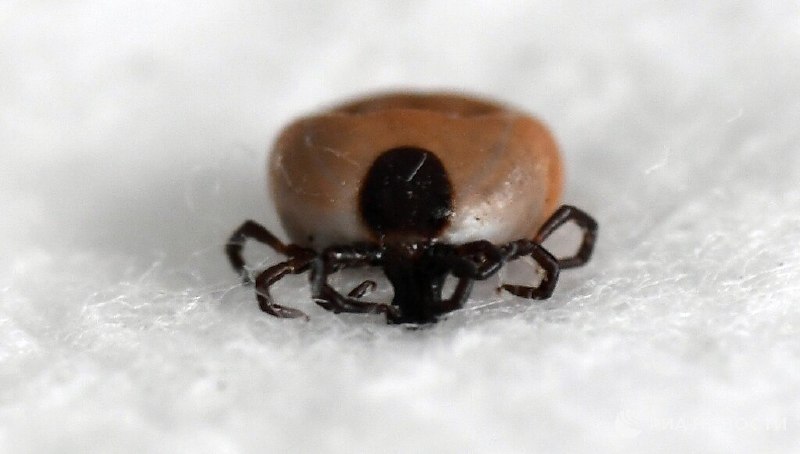 В Подмосковье предупредили о начале сезона активности клещей