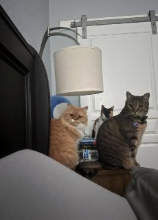 Чел проспал на полчаса, забыв покормить котов — и вот, что он увидел, когда открыл глаза