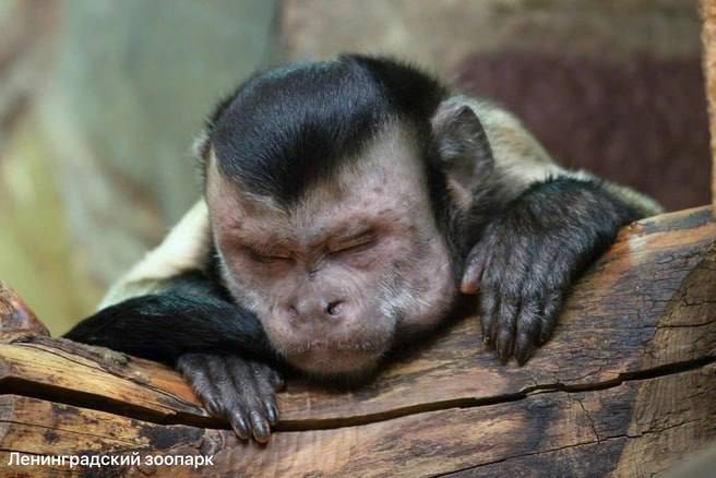 Ленинградский зоопарк продлевает часы работы с 28 марта