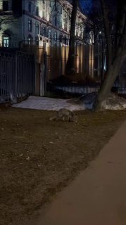 В Москве участились случаи выхода лис к людям: что делать