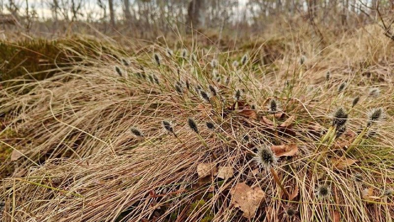 В Ленобласти начал распускаться болотный первоцвет