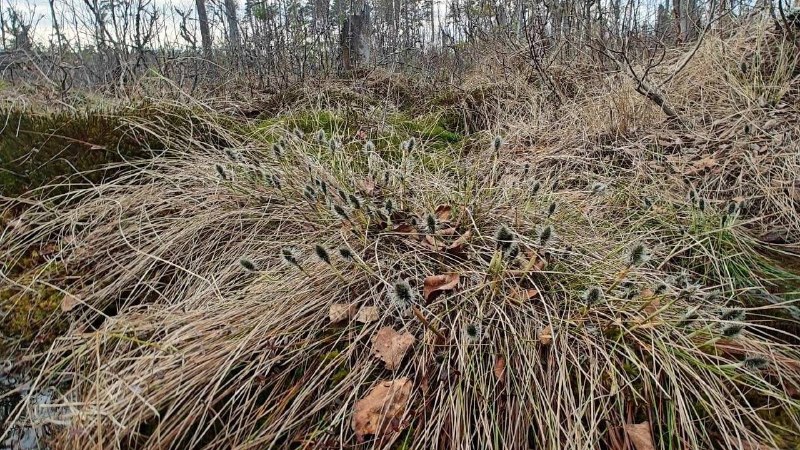 Иллюстрация 3