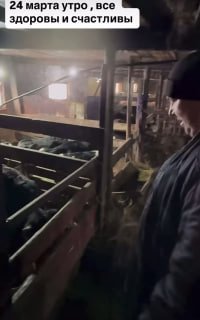 Последняя семья в селе Козиха согласилась на усыпление скота, активисты требуют проверки действий чиновников