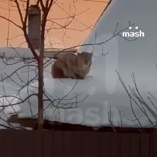 Рыси кошмарят жителей центральной России: хищники выходят в жилые дворы из-за голода