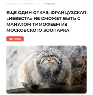 Манул Тимофей из Московского зоопарка остался без пары