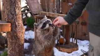 Еноты проснулись после зимнего сна в Московском зоопарке