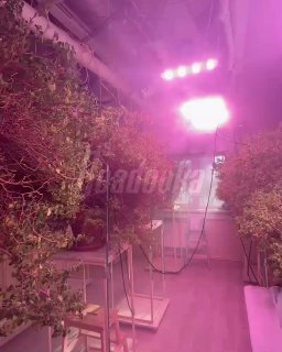 Иллюстрация 1