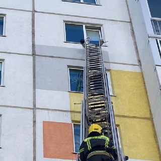 Владельцев котов просят не оставлять окна открытыми: с начала весны травмы животных выросли в два раза