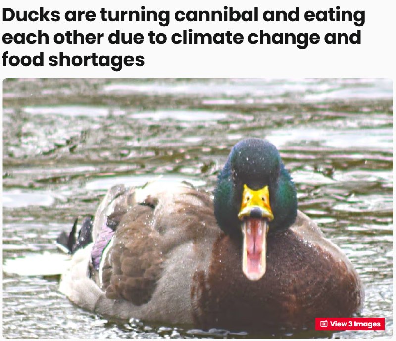 Утки начали поедать друг друга из-за климатических изменений